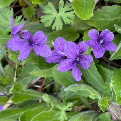 すみれ　不具合中