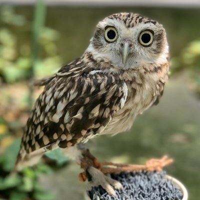 Sisyphus1953 先ずは、#真の市民社会の実現(#ブルジョア革命)から