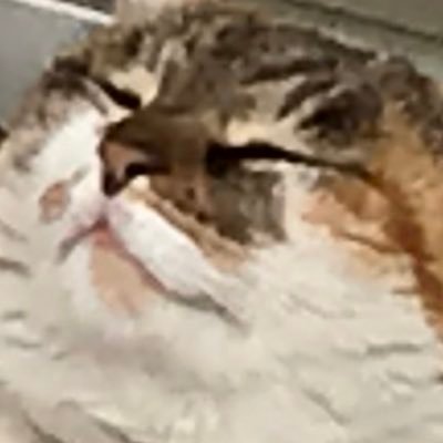 もふもふのあさ