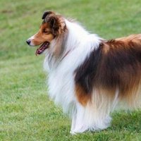 きせきのかちわんこ