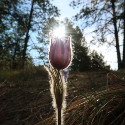 Carol RN *Miss Rush & the Gipper* 👩‍⚕️🇺🇸 🇮🇱🦈