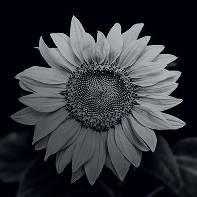 Wildflower International Ltd