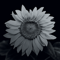 Wildflower International Ltd