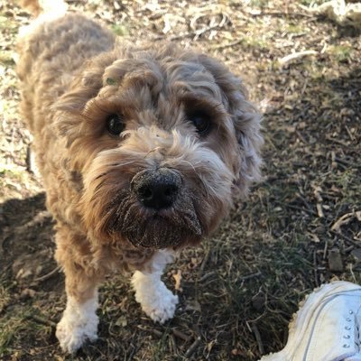 OverTaxedIowa 🇺🇸🐾