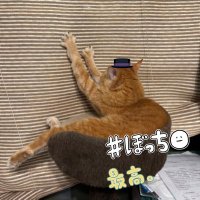 ｍ、hsshspは猫である
