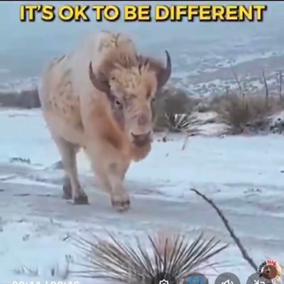 ICE93 🇭🇺🇩🇪