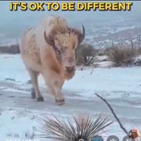 ICE93 🇭🇺🇩🇪