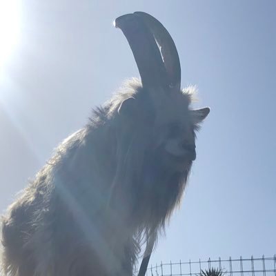 ただの巨人ファン