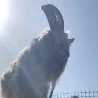 ただの巨人ファン