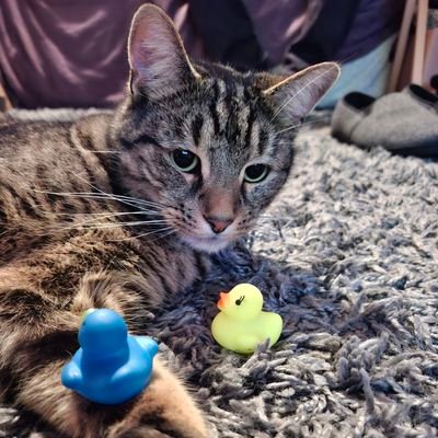 Sharon Fairhead ⚽💛⚽🏴󠁧󠁢󠁥󠁮󠁧󠁿🦁🏴󠁧󠁢󠁥󠁮󠁧󠁿