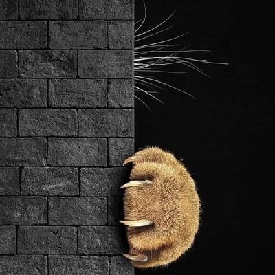 ShaKalC̐̈a̐̈n̐̈ (Lys) 💛PRO sin fusión!!💛