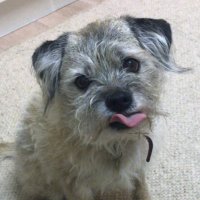 HeidiBT3 Lady caikey member of the house of woofs