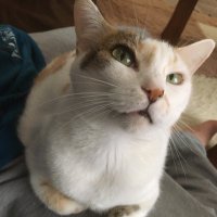 えふとな(ちゃーﾆｷ🍖)🐱🦍 🇬🇧🇯🇵🇯🇵