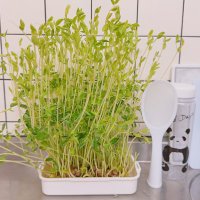 メルレ初心者⭐️豆苗ちゃん