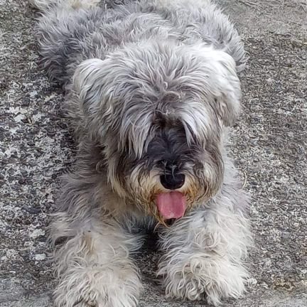 laura schiappapietra