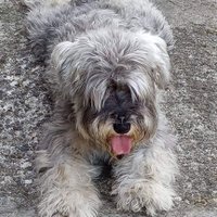 laura schiappapietra