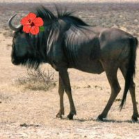 シン・大前田ジュージューバーガー留次郎