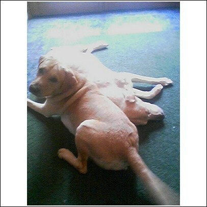 Dick Batchelder, Jr.