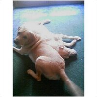 Dick Batchelder, Jr.