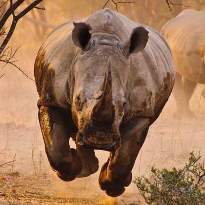 🦏 Babar le Rhinocéros🦏