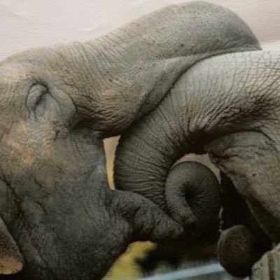 Lara A. Anderson 🇺🇸(TeamLucy)🇺🇸