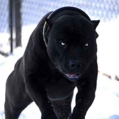 de volaille ze schabu