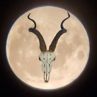 Antilope Malo 100% Follow Back