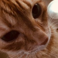 キナコ餅(夫婦別姓同性婚大反対💢)