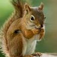 Snarkey Squirrel