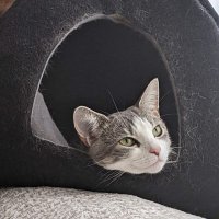 Artemisia GentilScratchi (Missy to you)