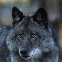 Gray Wolf