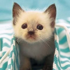 普通のおじさんFK