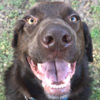 Magge Fromgood 🐶 💛