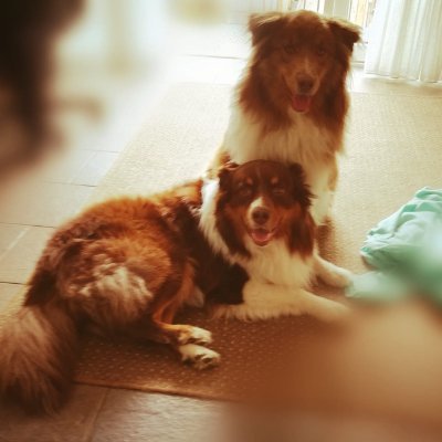 Lucy 🇮🇱 🇨🇦 🇺🇦 PVV Wilders#WegMetJetten NEXIT