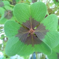 Dr. Elke Raderschall