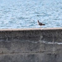 きつねうどん鳥取