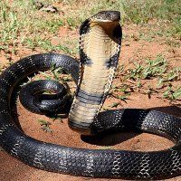 King Cobra
