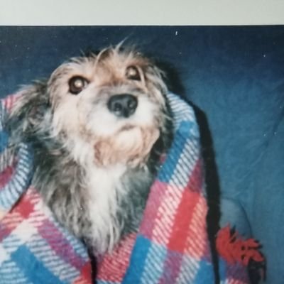 Antonella paleosinistra