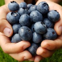 Heidelbeer-Koalition🖤❤️💛 - 🩵