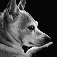 BanditDog🏴‍☠️