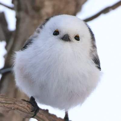 jackice(ジャックアイス)