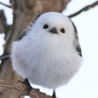 jackice(ジャックアイス)