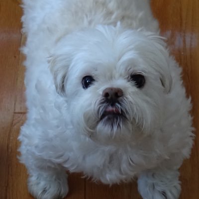 AgentSarcasm🇺🇸🦅