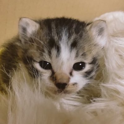 かりんと૮.🕶️ა₍ᐢ🕶️ᐢ₎