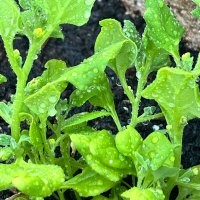 Minerals to Europe 🇺🇦🇪🇺