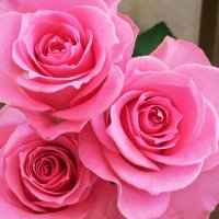 ALAUDA＝ユリウス