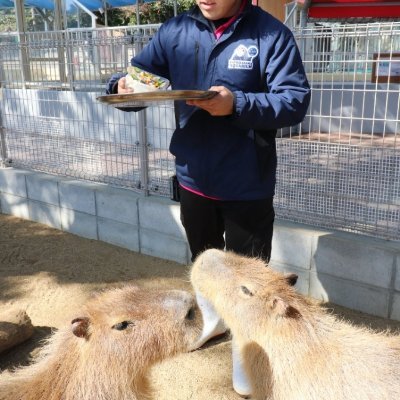 Blue Monkey 🦍 躲躲闪闪的