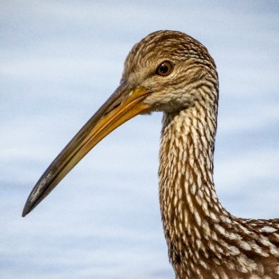 limpkin