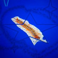 MaRiUs/•ʂɨɭɣ•飛ぶ•