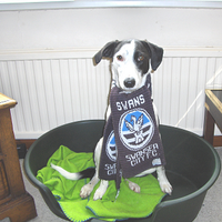 Boi o Bryman🦢🏴󠁧󠁢󠁷󠁬󠁳󠁿